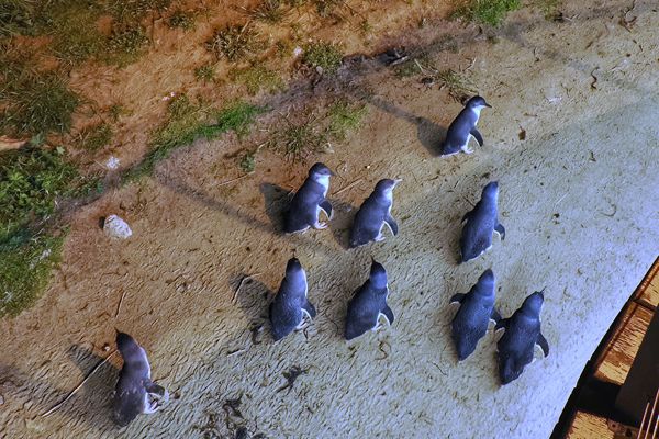 Impressie van de Pinguin Parade op Phillip Island, Australië